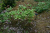 hedychium coccineum Tara